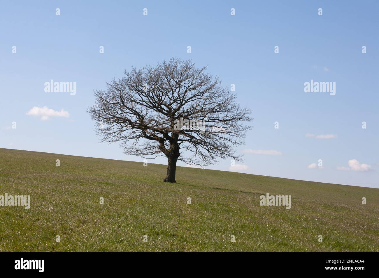 Lone Ash Tree in der Nähe von Parkgate Lyme Park Disley Derbyshire England Stockfoto