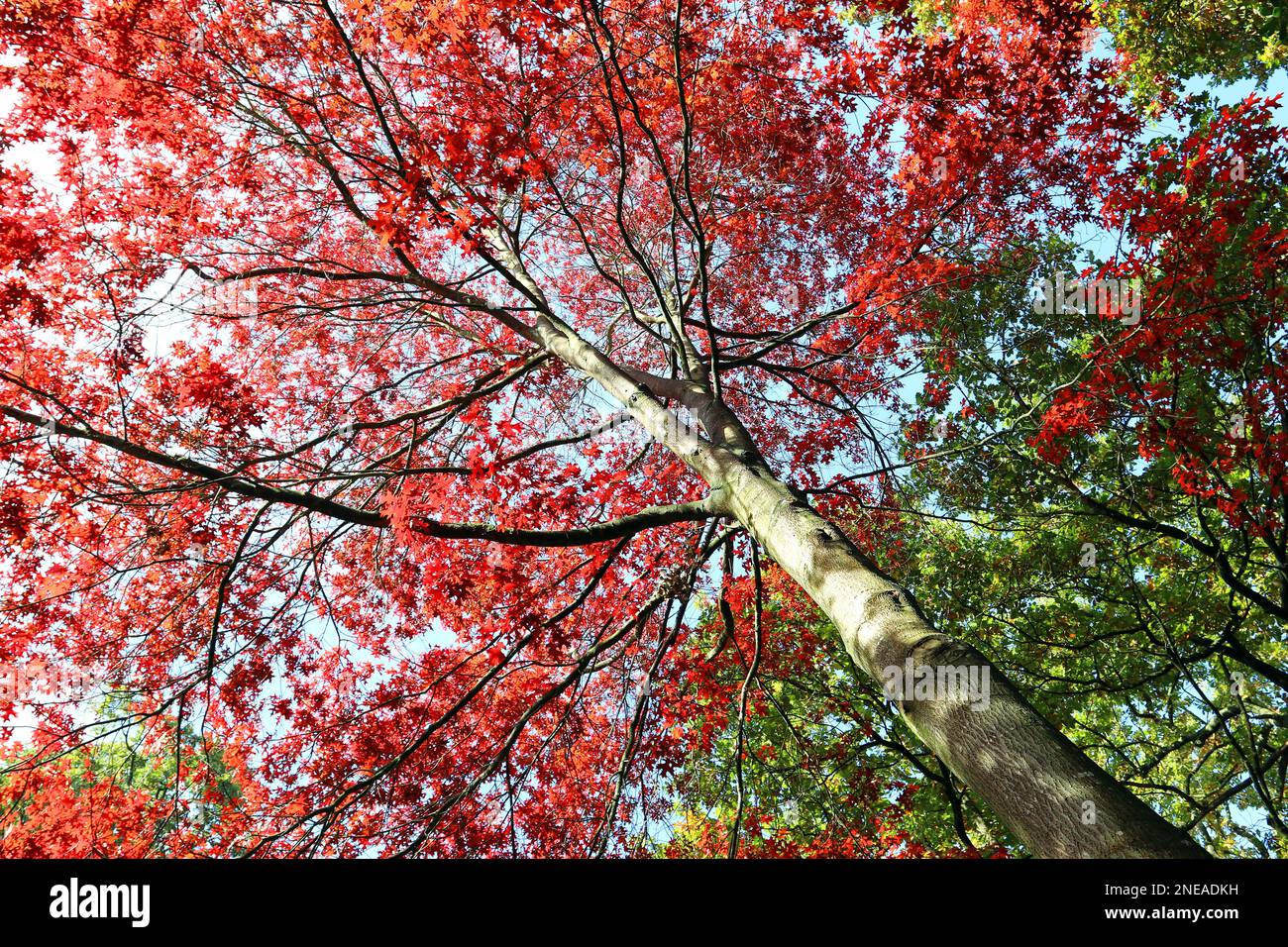 Scharlacheiche (Quercus Coccinea). Blick auf das helle Herbstrot und scharlachrote Laub, blauer Himmel dahinter. Kew Gardens, Oktober Stockfoto