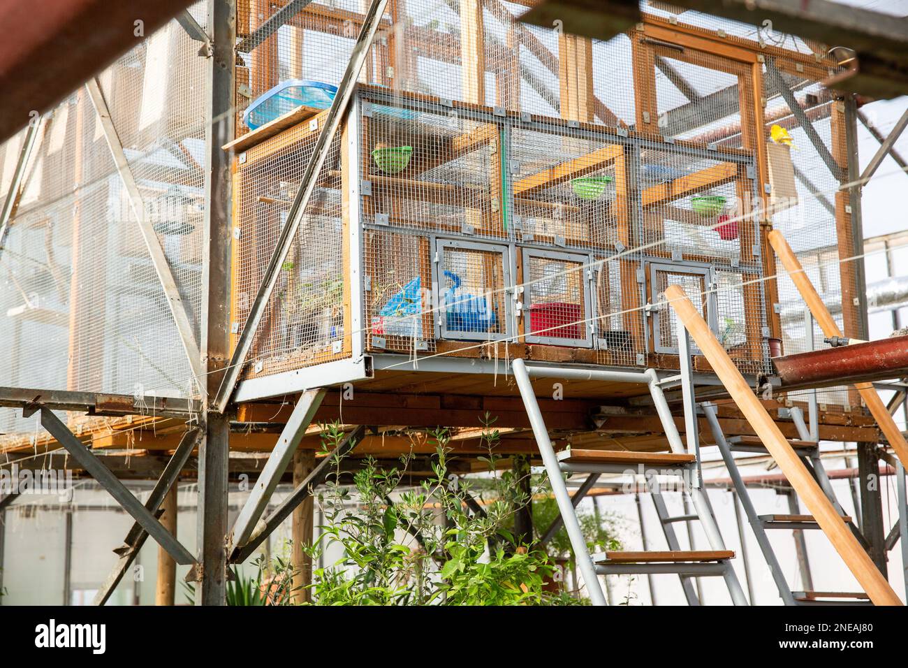 Die grünen Pflanzen wachsen in einem Gewächshaus. Stockfoto