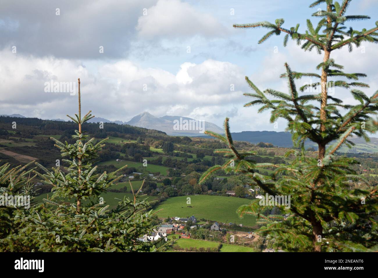 Die Ziege fiel aus der Nähe der Giants Graves, der Insel Arran Ayrshire, Schottland Stockfoto