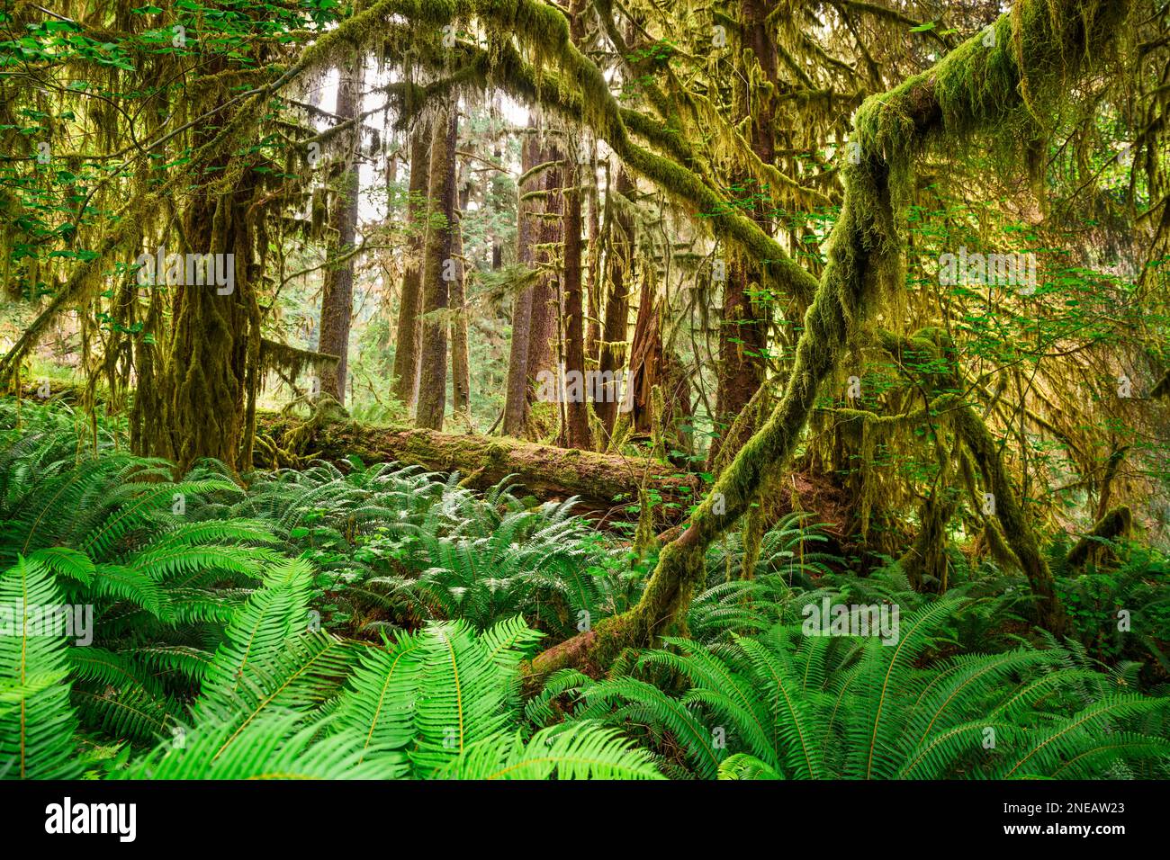 Hall von Moosen in den Hoh Regenwald der Olympic National Park, Washington, USA. Stockfoto