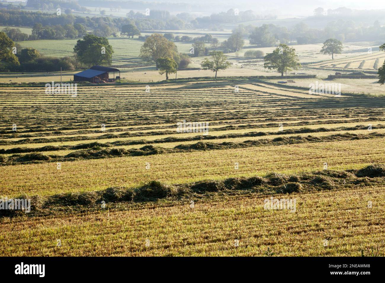 Neu gemähtes Gras in Sutton Mandeville im Nadder Valley, Wiltshire. Stockfoto