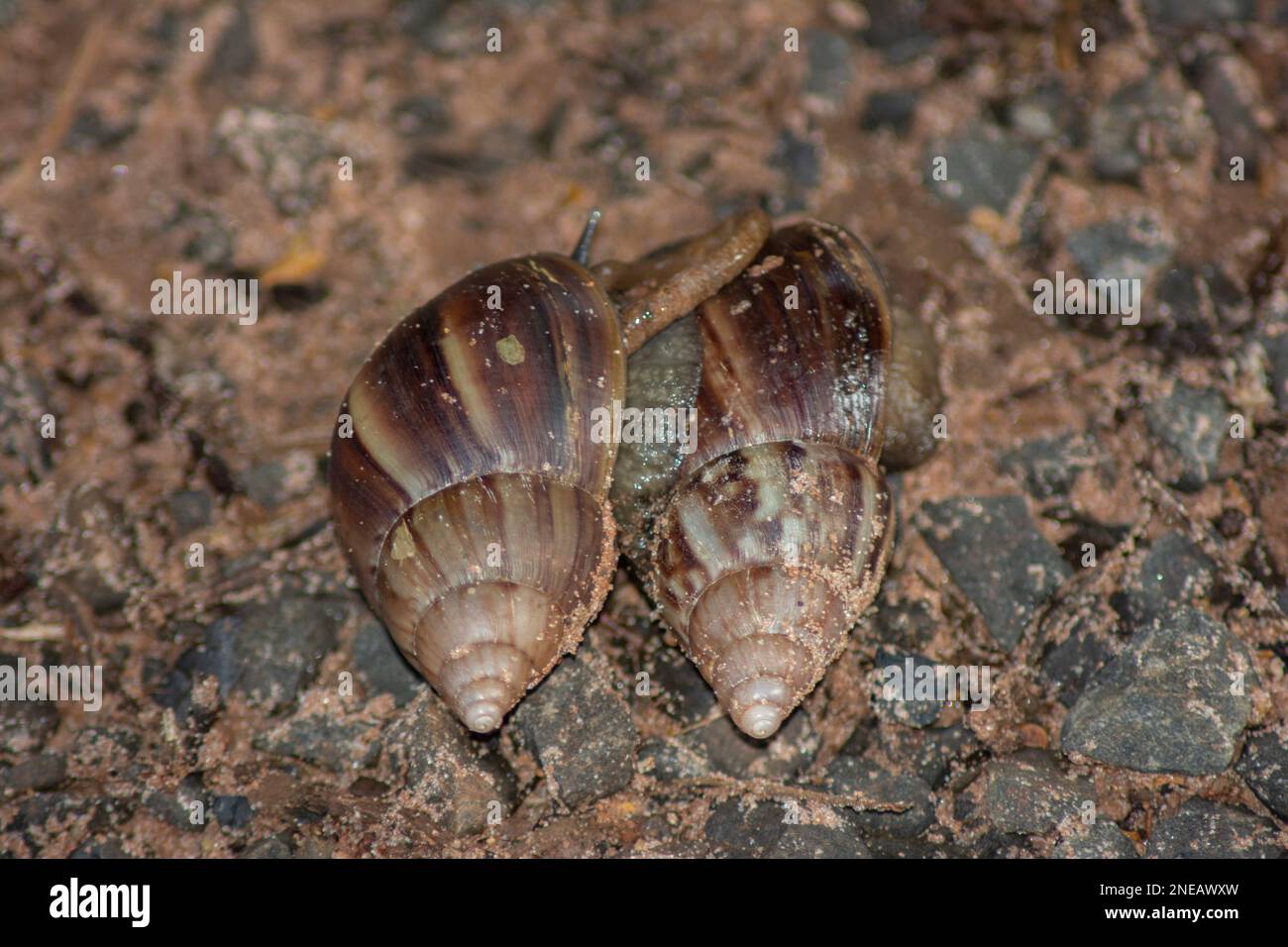 Riesenschnecke (Achatina fulica) paart sich. Intersexuelle Spezies, beide Partner eines Paares produzieren Nachkommen, da sie gleichzeitig fe bilden können Stockfoto