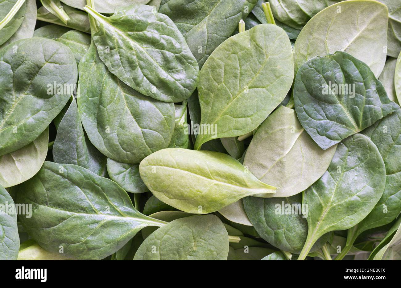Baby-Spinat-Blätter sind lose verstreut. Rohes grünes Blattgemüse direkt darüber, Vollformatbild. Stockfoto