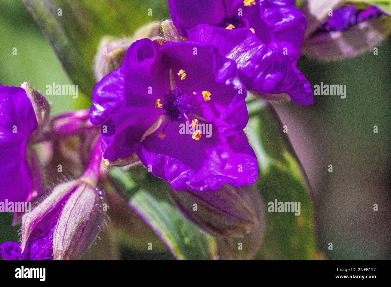 Blühende Blumen Stockfoto