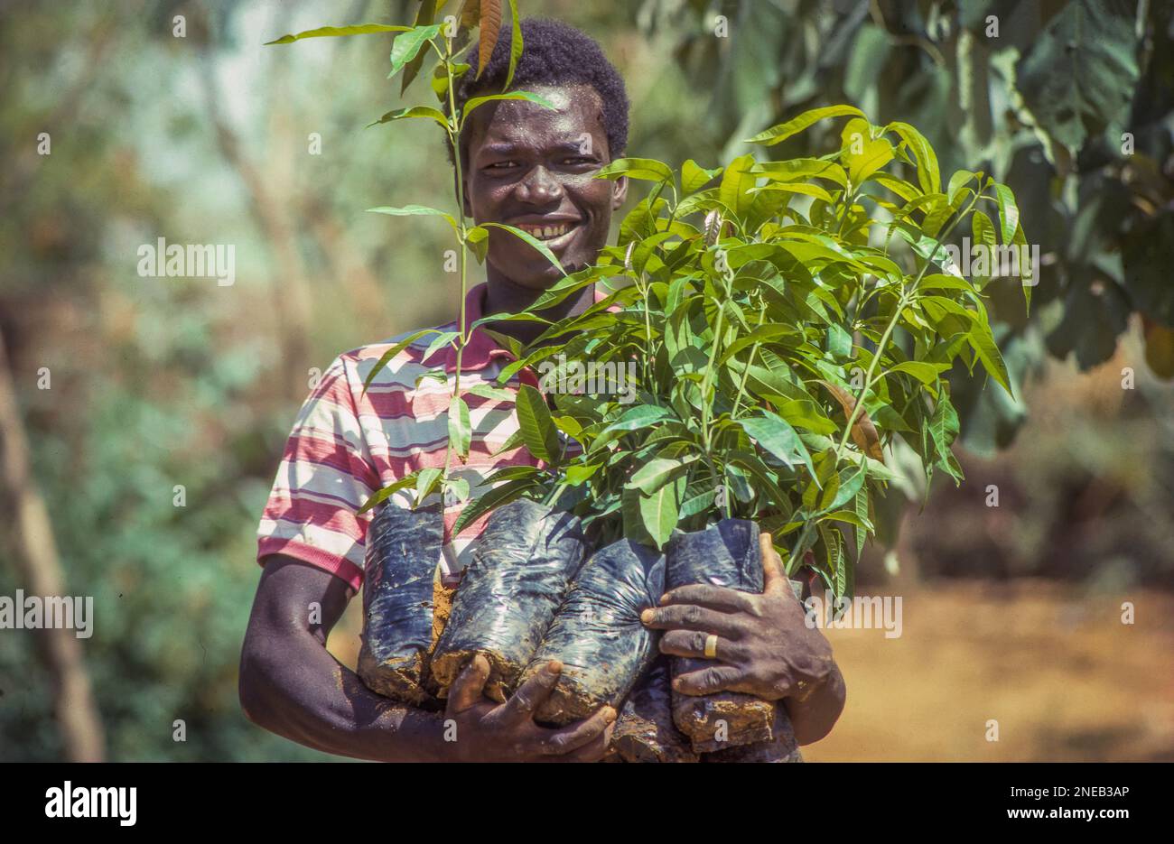 Niger, Mann in einem Kinderzimmer mit Setzlingen zur Wiederaufforstung. Stockfoto