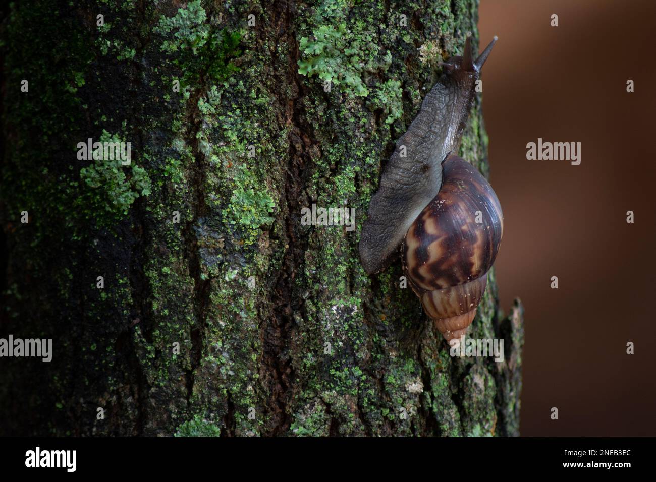Riesige afrikanische Schnecke (Achatina fulica), Baumstamm. Hermaphroditische Arten. Beide Partner eines Paares erzeugen Nachkommen, so gut sie können Stockfoto