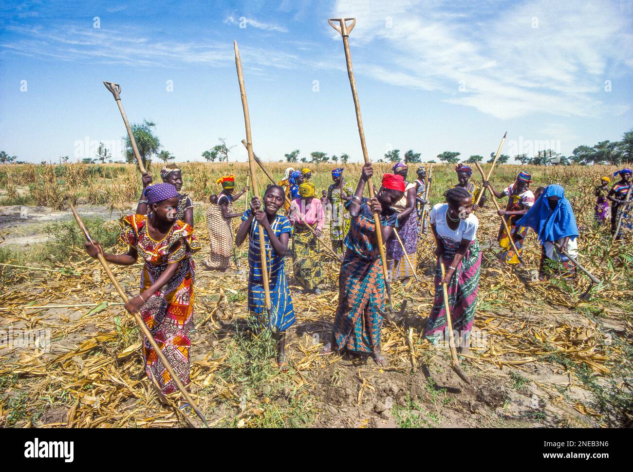 Niger, eine landwirtschaftliche Frauengenossenschaft, kultiviert ihr Maisfeld Stockfoto