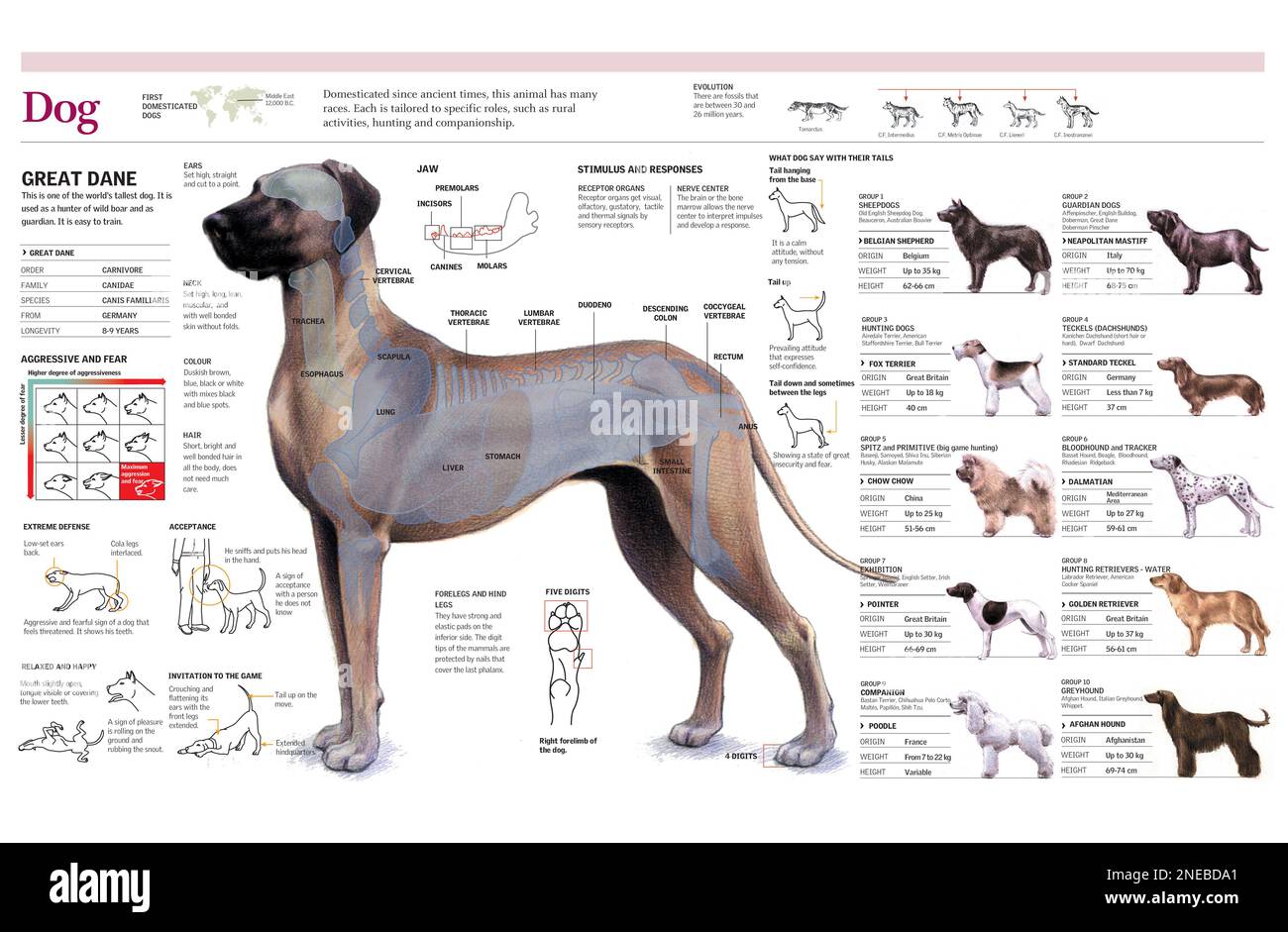 Infografiken der Anatomie und des Verhaltens des Hundes und ihre Einteilung. [Adobe Illustrator (.ai); 4960x3248]. Stockfoto