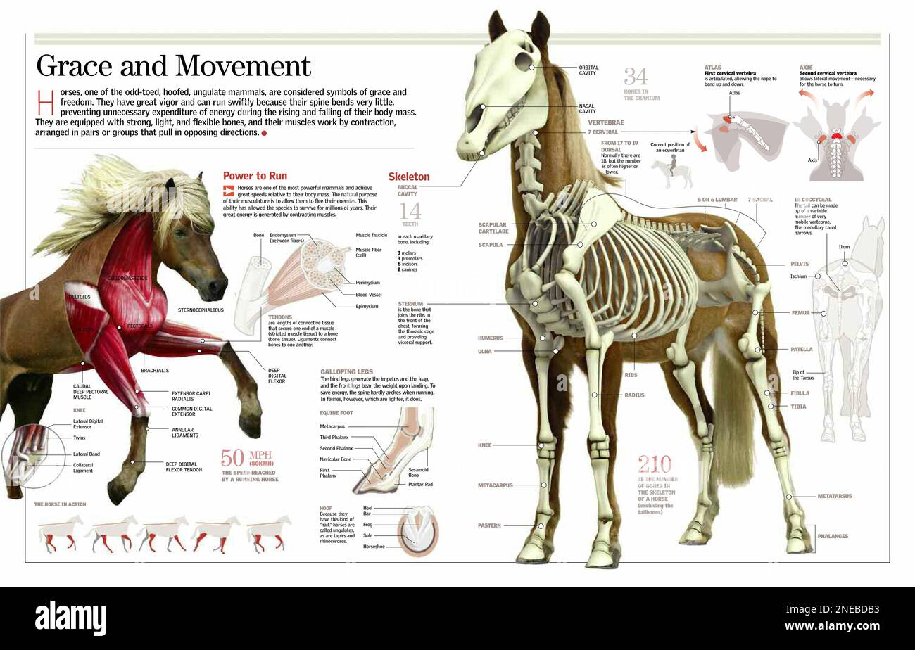 Infografik zum Skelett- und Muskelsystem des Pferdes. [QuarkXPress (.qxp); 6259x4015]. Stockfoto