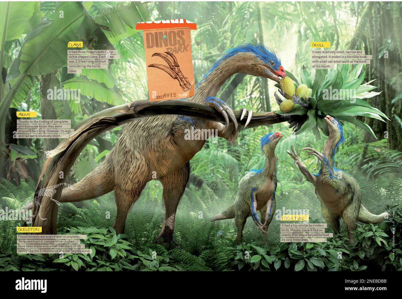 Anatomie des therizinosaurus Fotos und Bildmaterial in hoher