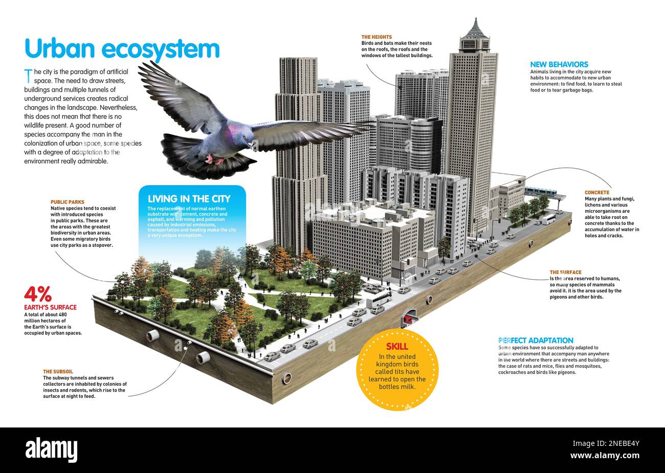Infografik zur Anpassung von Fauna und Flora an die städtischen Medien. [QuarkXPress (.qxp); Adobe InDesign (.indd); 4960x3188]. Stockfoto