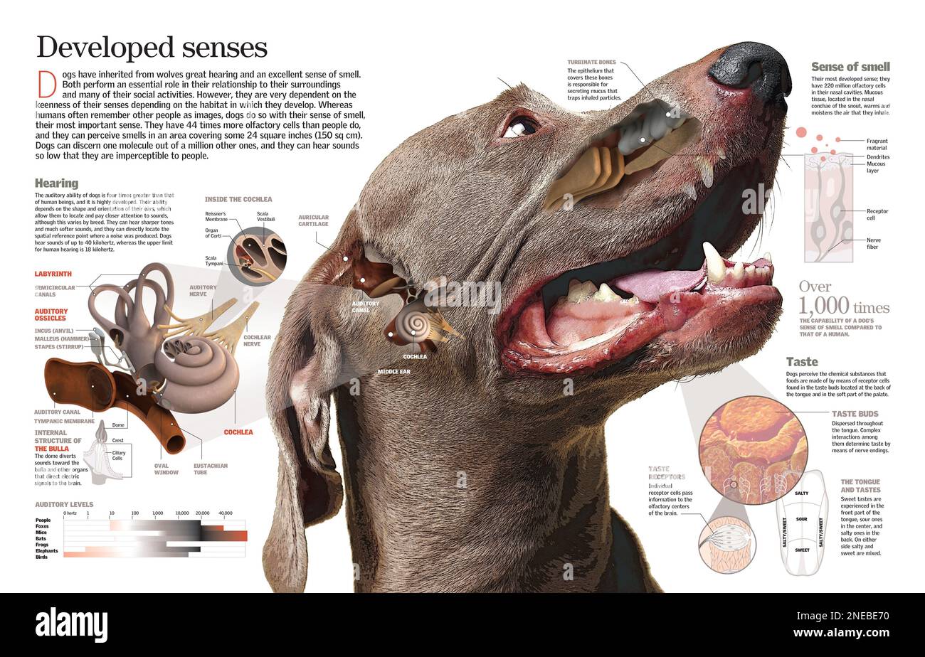 Infografik über den Hund und seinen Hörsinn, Geruch und Geschmack; alle sehr entwickelt im Vergleich zum Menschen. [Adobe InDesign (.indd); 6259x4015]. Stockfoto