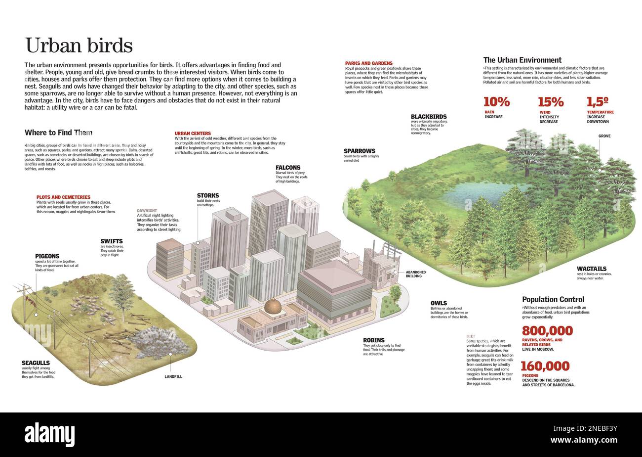 Infografiken der Vögel, die in der städtischen Region leben, und ihrer verschiedenen Lebensräume. [QuarkXPress (.qxp); 6259x4015]. Stockfoto