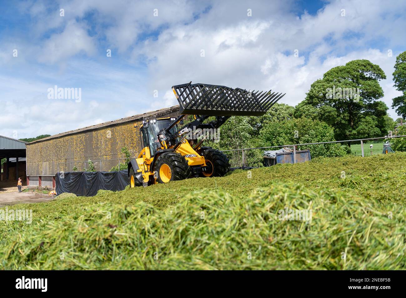 Füllen Sie die Silagebügel auf einem Milchbetrieb mit einem JCB 435S-Lader und einer Gabel, um das Gras zu verdichten. Dumfries, Scorland, Großbritannien. Stockfoto