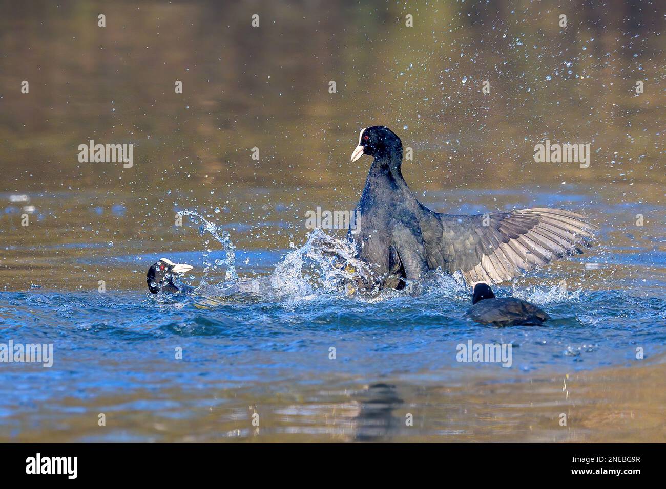 Ein Scharmützel. Während der Frühjahrsbrütung wird ein Streit zwischen den konkurrierenden männlichen eurasischen Muscheln (Fulica atra) lebhaft. Stockfoto