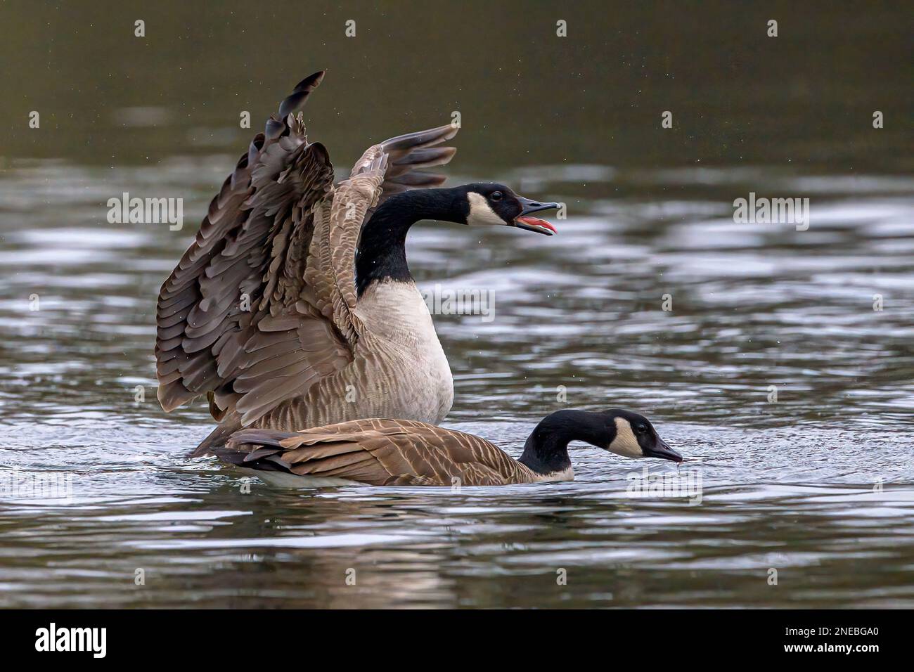 Ein Paar kanadische Gänse lässt ihre Präsenz spüren, um Rivalen abzuwehren. Stockfoto