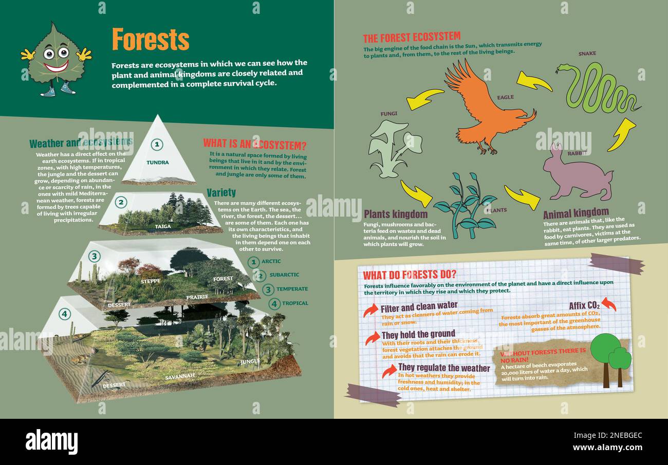 Infografik über das Waldökosystem. [Adobe InDesign (.indd); 5078x3188]. Stockfoto