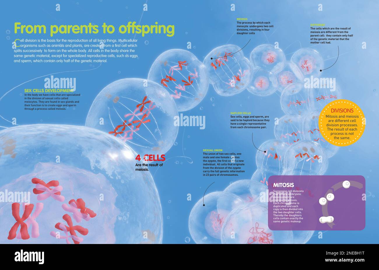 Infografik über den Prozess der Zellteilung, Meiose und wie genetische ...