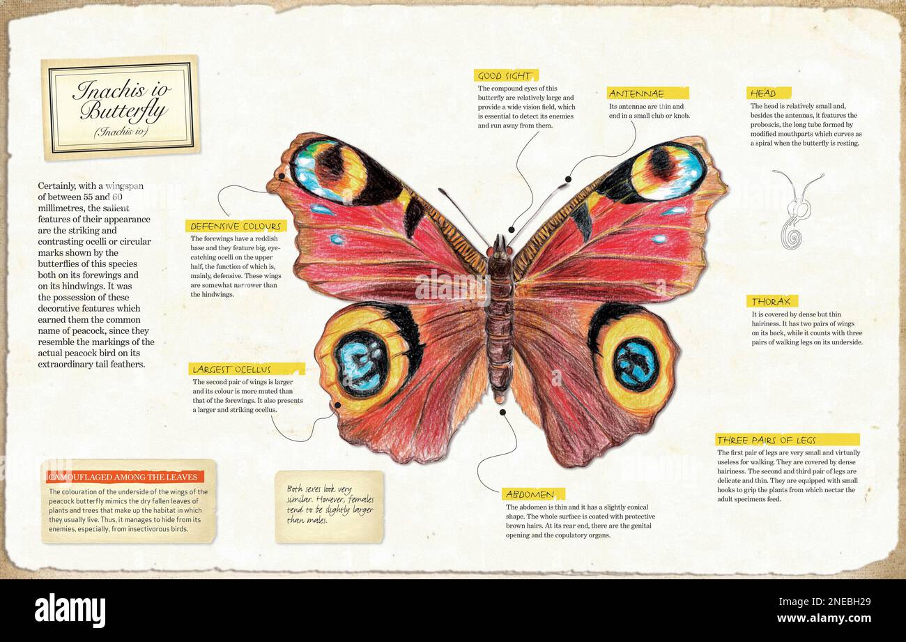Infografik zur Anatomie von Inachis io Butterfly. [Adobe InDesign (.indd); 5078x3248]. Stockfoto