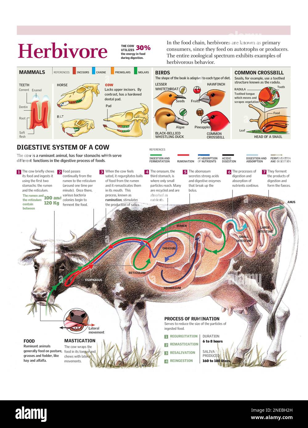 Infografiken des Verdauungssystems der Kuh und Beispiele für Adaptationen verschiedener Pflanzenfresser. [Adobe Illustrator (.ai); 2480x3248]. Stockfoto
