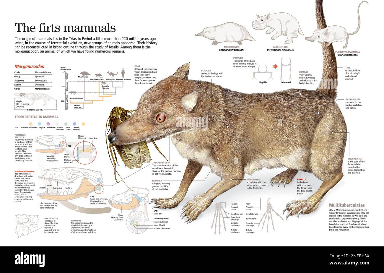 Infografik zur Entstehung und Entwicklung von Säugetieren und Morganucodon, einem der frühen Säugetiere, die in der Triassic-Zeit lebten. [QuarkXPress (.qxp); 6259x4015]. Stockfoto