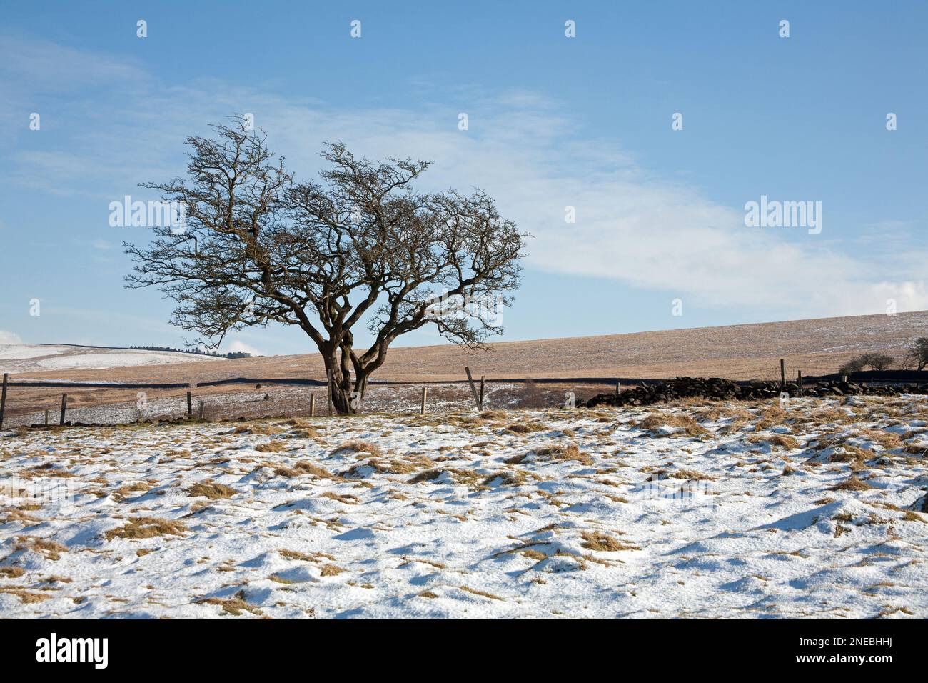 Hawthorn Tree an einem Wintertag Lyme Handley nahe Lyme Park Cheshire England Stockfoto