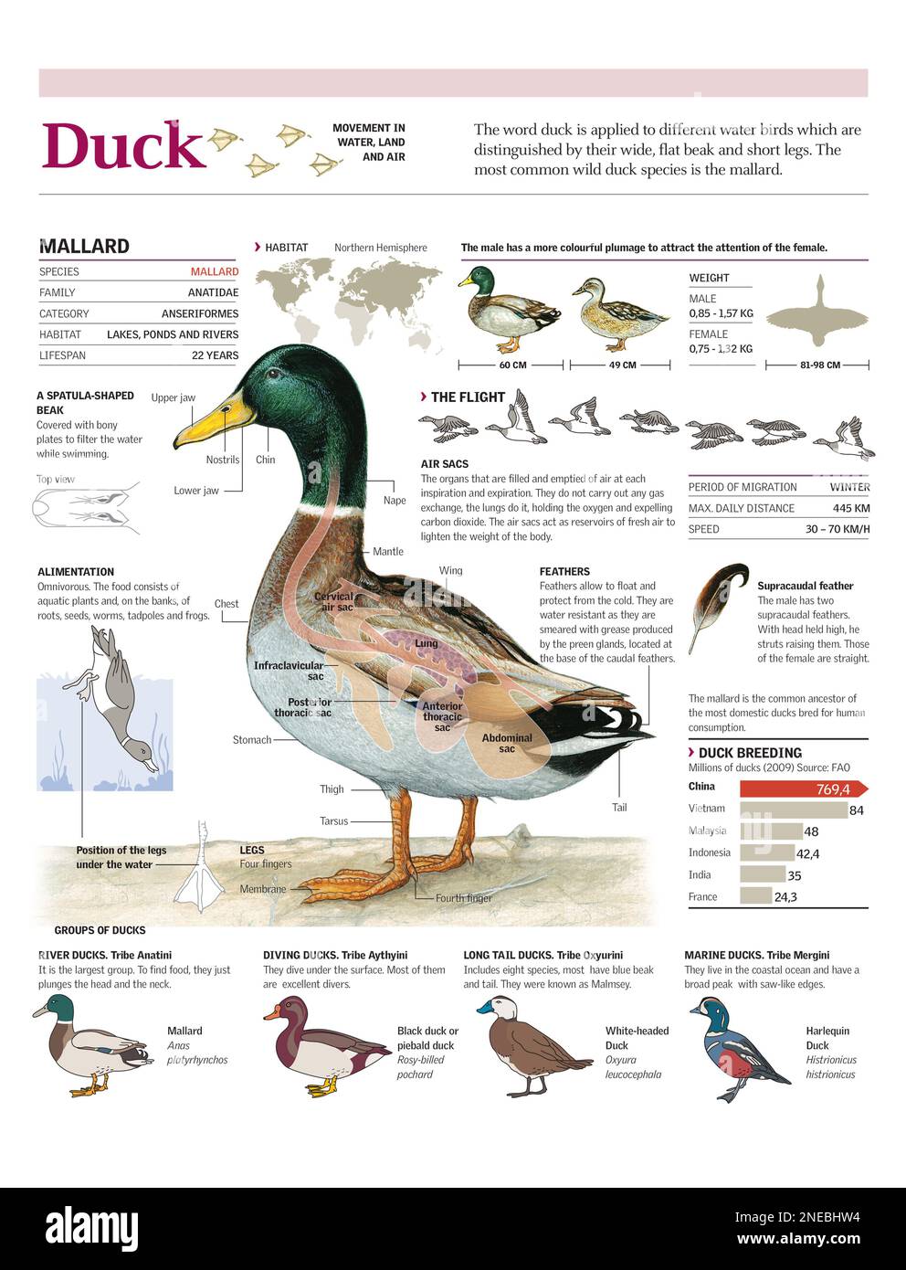 Infografiken zu Anatomie, Flug, Lebensraum und Ernährung von Stockenten, allgemeine Klassifikation von Enten und Entenzuchtdaten in der Welt. [Adobe Illustrator (.ai); 2480x3248]. Stockfoto