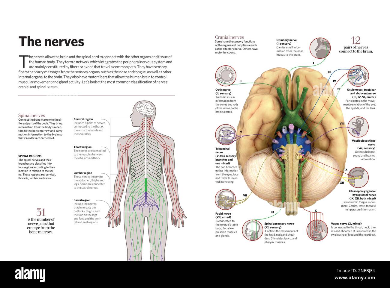 Infografik über die Nerven des menschlichen Körpers. Sie ermöglichen es dem Gehirn und dem Rückenmark, sich mit anderen Organen und Geweben des Körpers zu verbinden. [Adobe InDesign (.indd)]. Stockfoto