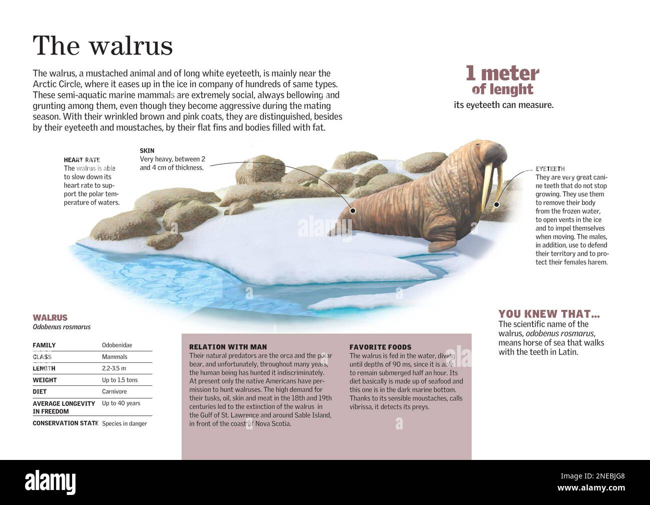 Infografik zur Morphologie, zum Verhalten und zur Fütterung des Walroses (Odobenus rosmarus), eines geflüsterten Tieres mit langen Stoßzähnen und leider vom Aussterben bedroht. [Adobe InDesign (.indd); 3507x2480]. Stockfoto