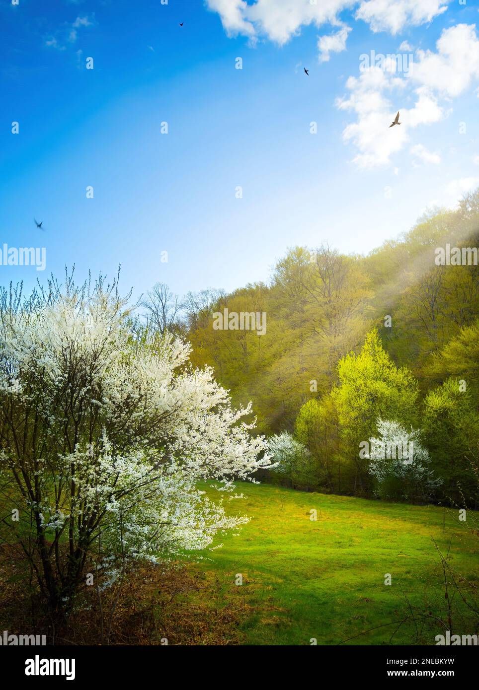 Wunderschöne Frühlingslandschaft. Wunderschöne Natur mit blühenden Obstbäumen und Frühlingswald vor blauem, sonnigen Himmel mit Wolken Stockfoto
