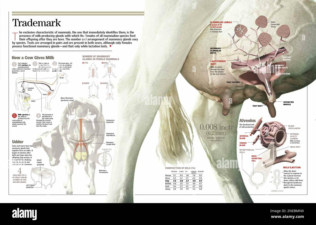 Infografik über die Funktion der Brustdrüsen von Säugetieren. [QuarkXPress (.qxp); 6259x4015]. Stockfoto