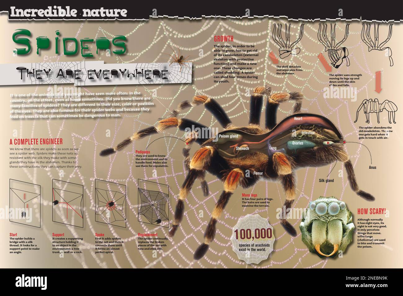 Infografik zur Anatomie und Ernährung von Spinnen und wie sie ihre Netze drehen. [Adobe InDesign (.indd); 4960x3307]. Stockfoto