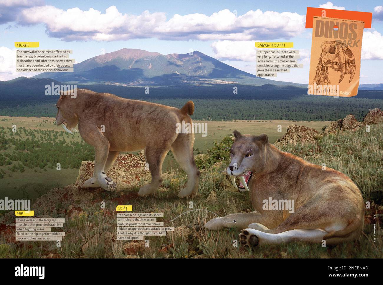 Sebicidae Anatomie von smilodon -Fotos und -Bildmaterial in hoher Auflösung – Alamy