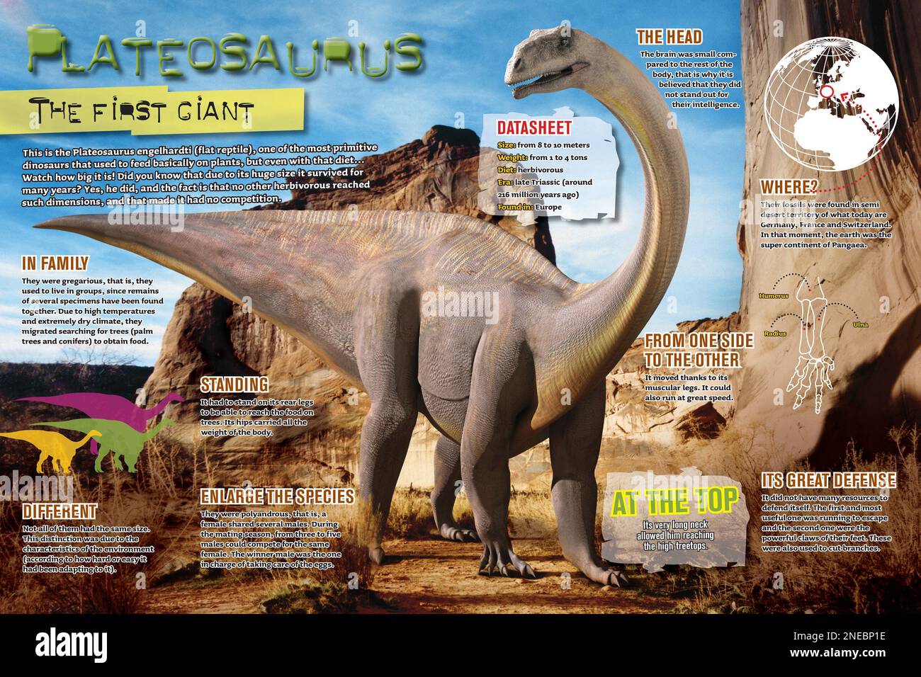 Infografik zu Plateosaurus, einem Dinosaurier, der während der späten Triassic-Zeit lebte. [Adobe InDesign (.indd); 4960x3307]. Stockfoto