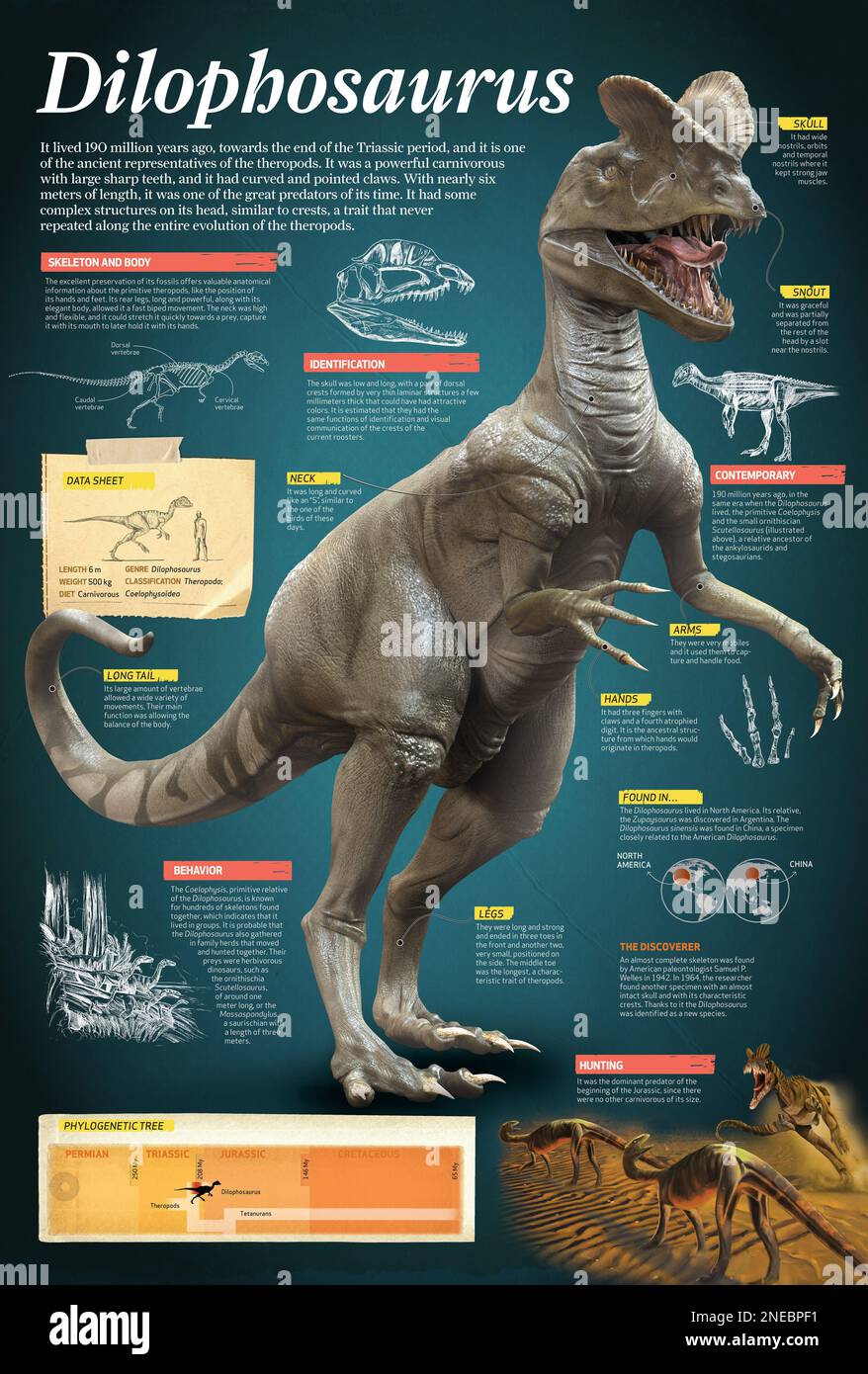 Dilophosaurus sinensis Fotos und Bildmaterial in hoher Auflösung Alamy