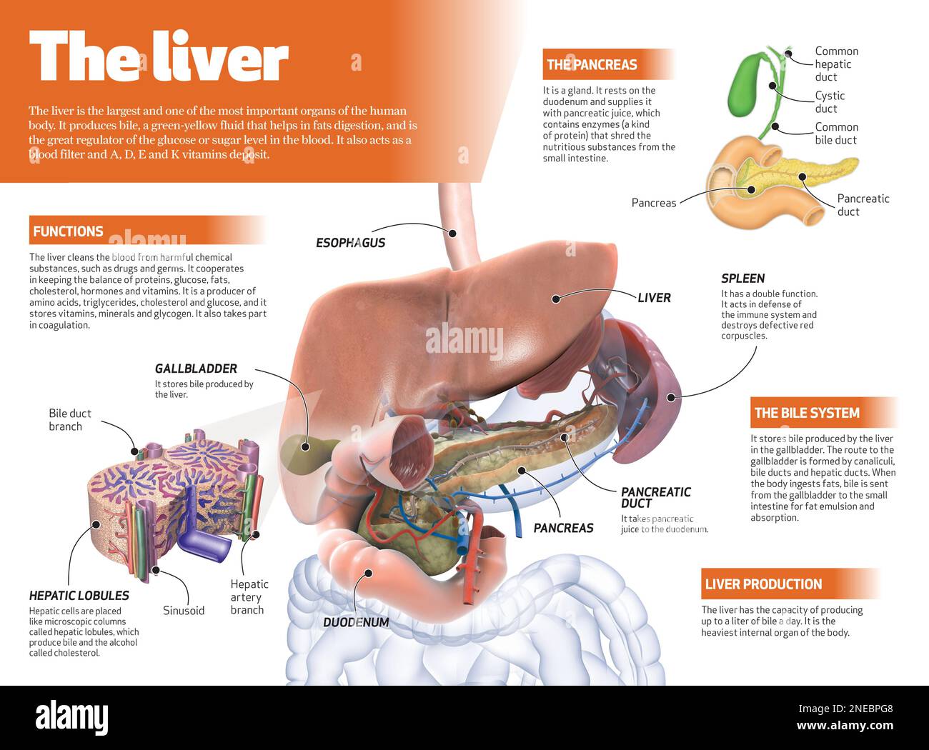 Die Infographie an der menschlichen Leber. [Adobe InDesign (.indd); 4795x3543]. Stockfoto