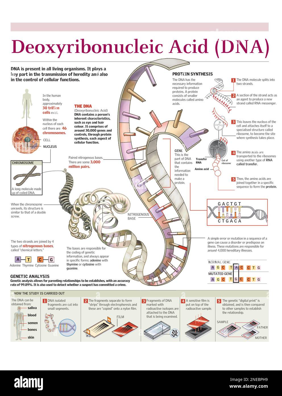 Infografik zur Struktur der DNA, zum Prozess der Proteinsynthese und zur Durchführung der genetischen Analyse. [Adobe Illustrator (.ai); 2480x3248]. Stockfoto