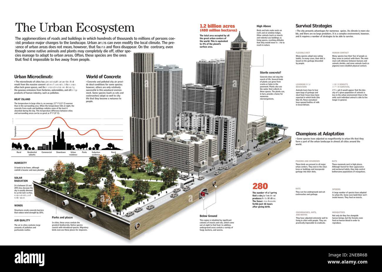 Infografik über das städtische Ökosystem, seine Auswirkungen auf die Umwelt und die für das Überleben der Tierarten notwendigen Anpassungen. [QuarkXPress (.qxp); 6259x4015]. Stockfoto
