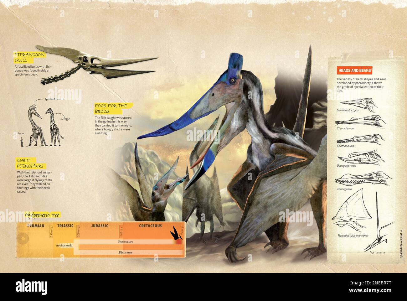 Infografiken über Pterosaurier, eine Art prähistorisches fliegendes