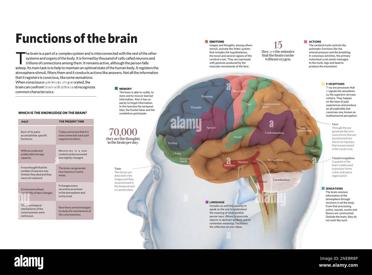 Infografik zu den Funktionen des Gehirns: Gedächtnis, Emotionen, Sprache, Handlungen, Wahrnehmungen und Gefühle. [Adobe InDesign (.indd)]. Stockfoto