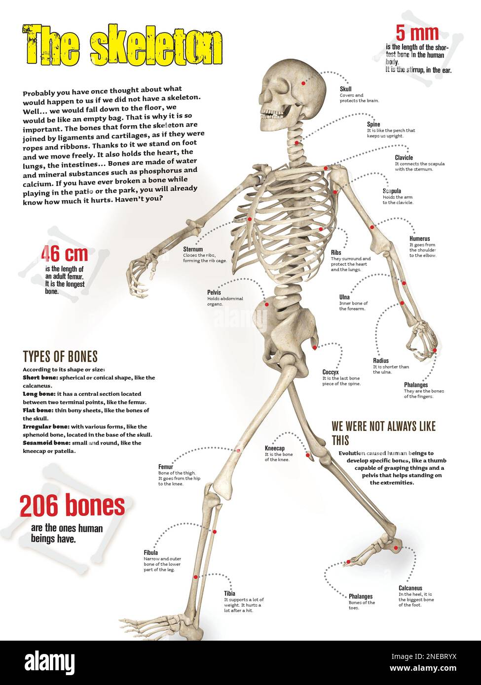 Infografik des menschlichen Skeletts und der Knochenarten. [Adobe InDesign (.indd); 2480x3307]. Stockfoto