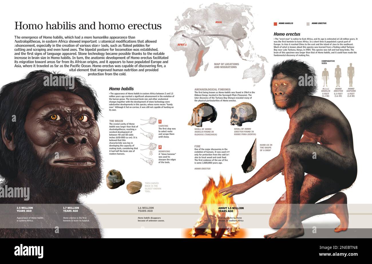 Infografik der Homo habilis und Homo erectus, ihre anatomischen Veränderungen, die Herstellung von Werkzeugen und die Beherrschung des Feuers. [QuarkXPress (.qxp); 6259x4015]. Stockfoto