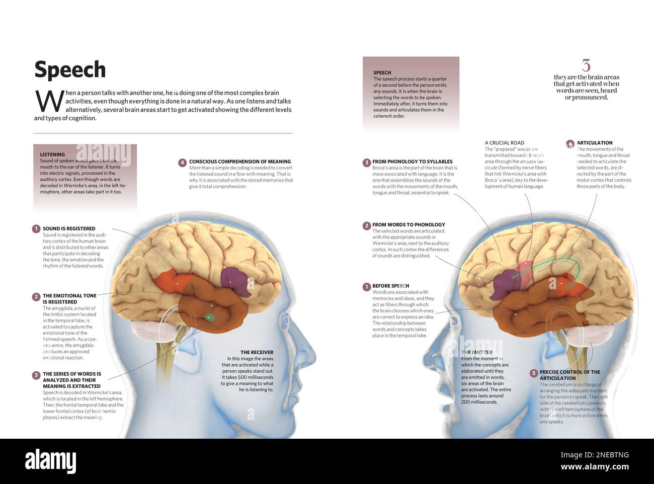 Infografik über Sprache, eine der Aktivitäten des Gehirns, die als natürlich angesehen wird, aber in Wirklichkeit eine der komplexesten ist. [Adobe InDesign (.indd)]. Stockfoto