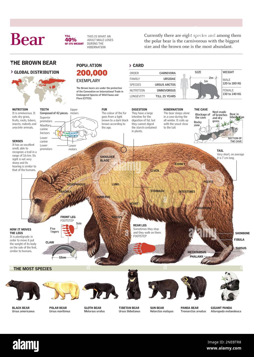 Infografiken zum Lebensraum und zur Anatomie des Braunbären und
