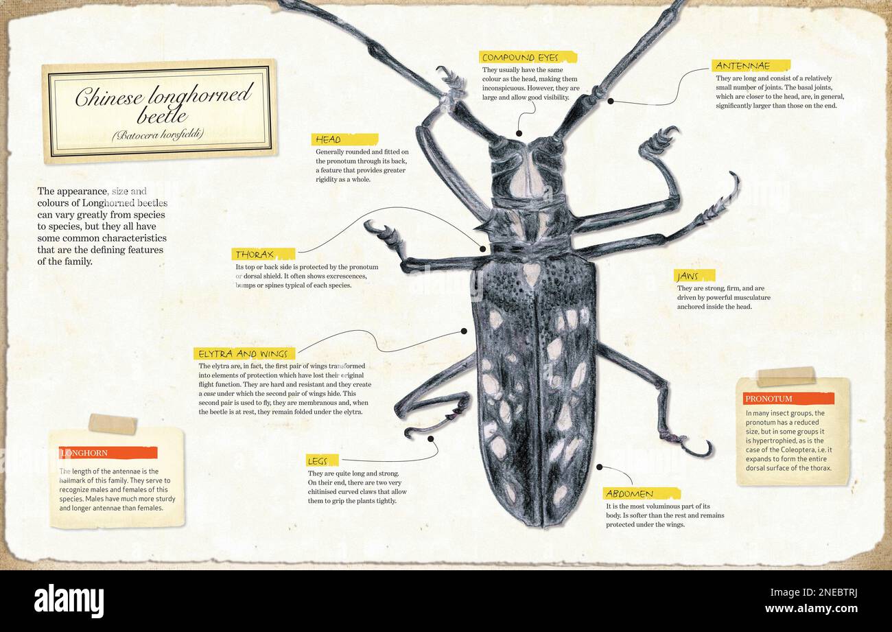 Infografik zur Anatomie des Chinesischen Longhornkäfers (Batocera horsfieldi). [Adobe InDesign (.indd); 5078x3248]. Stockfoto