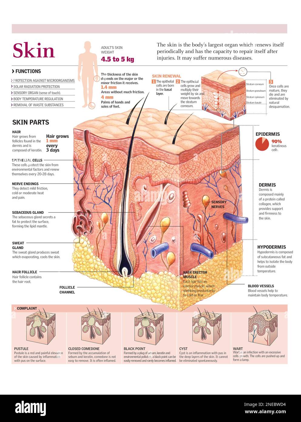 Infografiken der Schichten und Teile der Haut, ihre Funktionen, Erneuerung und Bedingungen. [Adobe Illustrator (.ai); 2480x3248]. Stockfoto