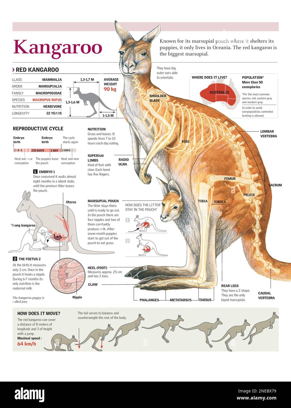 Infografiken zur Anatomie, geographischen Verteilung, Reproduktionszyklus und Beweglichkeit des Kängurus. [Adobe Illustrator (.ai); 2480x3248]. Stockfoto