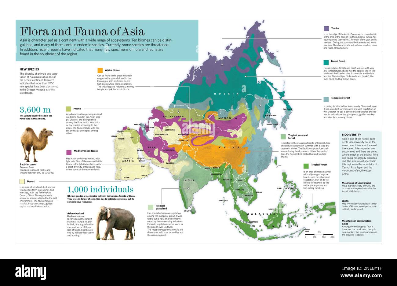 Infografik zu den verschiedenen Ökosystemen des asiatischen Kontinents und der für jeden typischen Flor und Fauna. [QuarkXPress (.qxp); Adobe InDesign (.indd); 5669x3661]. Stockfoto