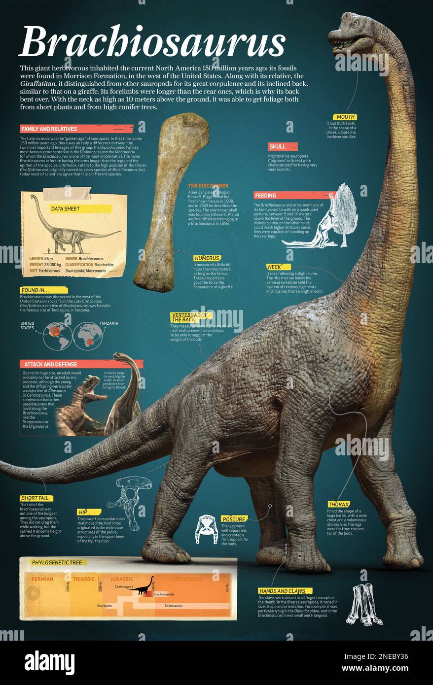 Infografik von Brachiosaurus, einem riesigen Pflanzenfresser, der vor etwa 150 Millionen Jahren am Ende der Jurassic-Zeit lebte. [Adobe InDesign (.indd); 6496x9614]. Stockfoto